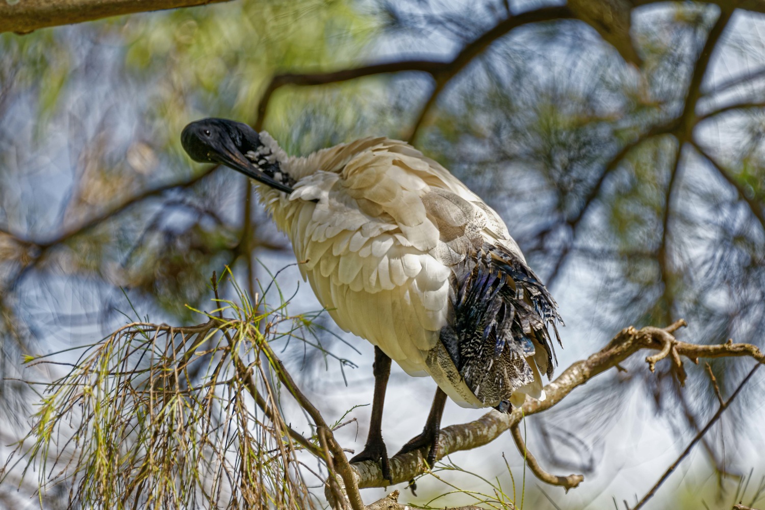 AustralianWhiteIbis
