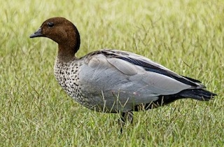 woodDuckSmall