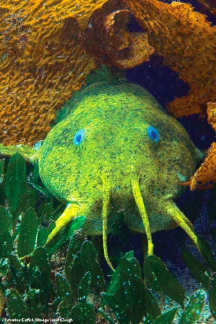 oceancarefish