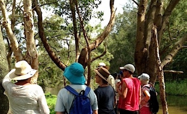 Twitchers at Manly Lagoon